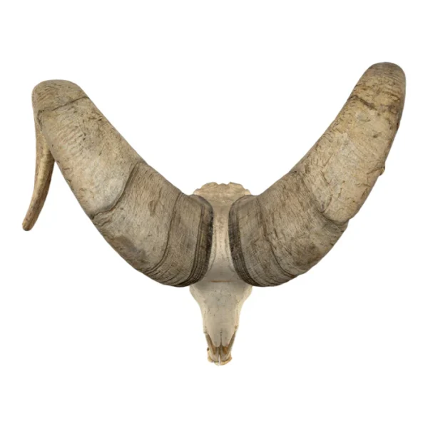 Real Bighorn Sheep Skull