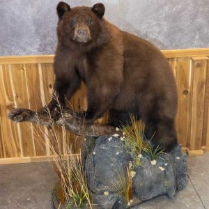 Black Bear Life-Size Taxidermy Display