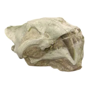Replica Hoplophoneus Occidentalis Skull in Matrix