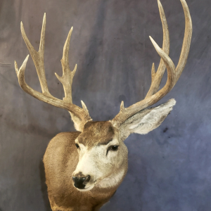 Mule Deer Shoulder Taxidermy Mount