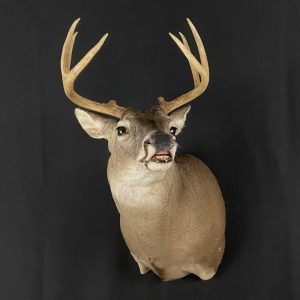 Whitetail Deer Shoulder Taxidermy Mount