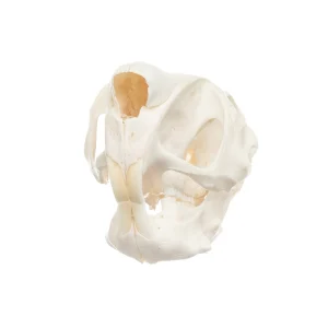 Real Springhare Skull