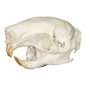 Replica Agouti Skull